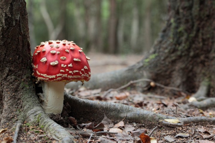 amanitamuscaria.jpg