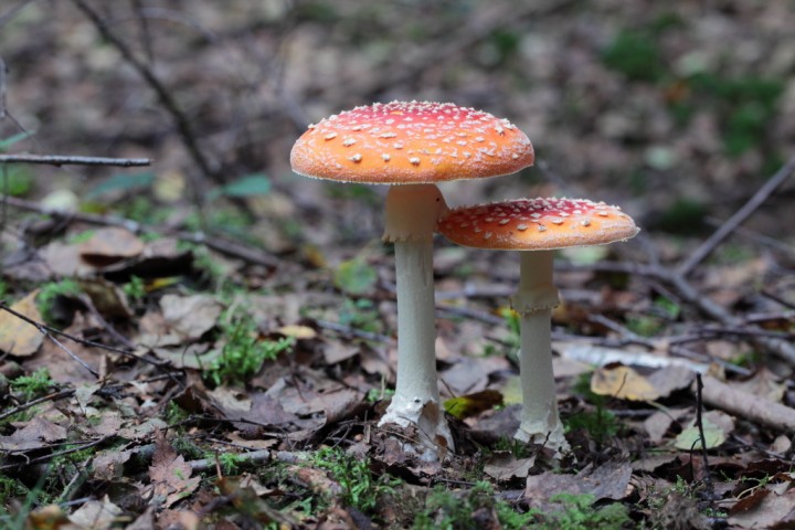 amanitamuscaria17.jpg