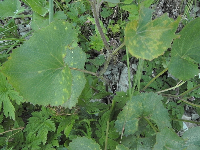 DSCN5911b.JPG