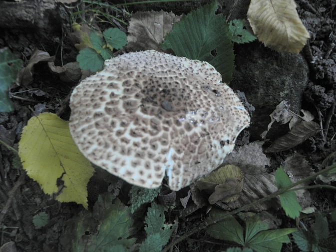 DSCN1401b.JPG