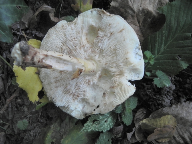 DSCN1402b.JPG
