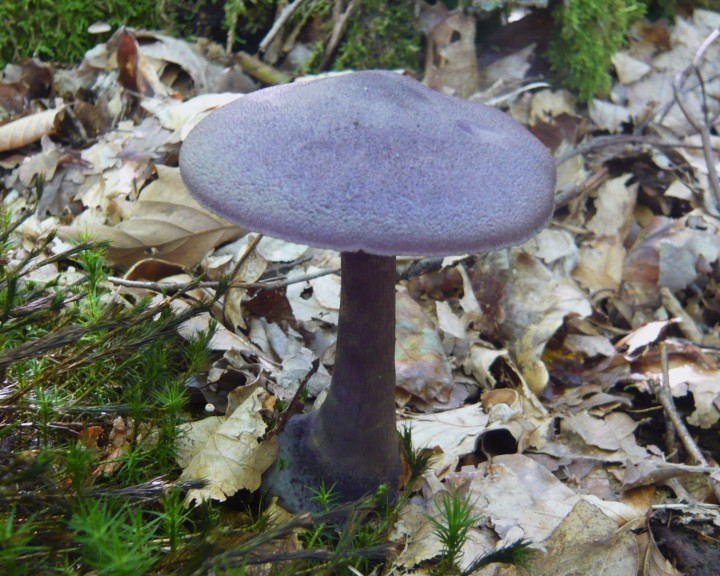 Cortinaire violet  (Cortinarius violaceus)   -forêt de Charmes (88)-    19 09 10    n3 - Copie.JPG