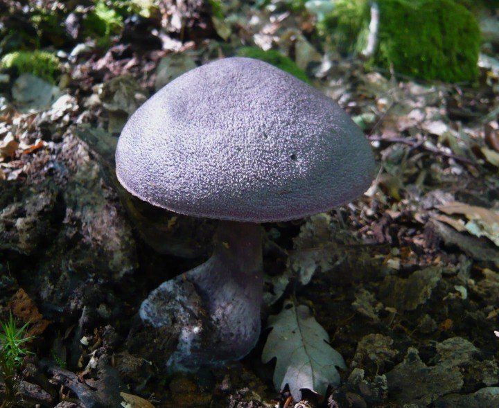 Cortinaire violet  (Cortinarius violaceus)   -forêt de Charmes (88)-    19 09 10 - Copie.JPG