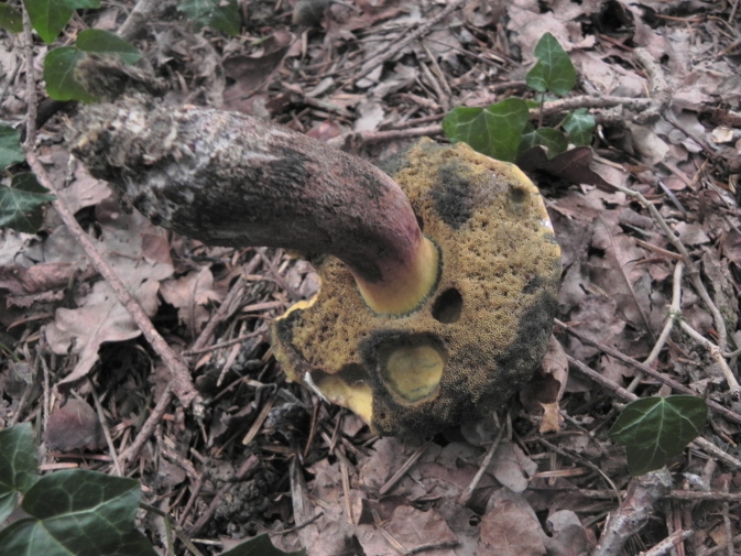 DSCN1219b.JPG