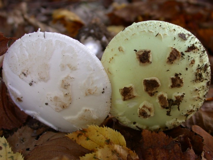 Amanita citrina  & Amanita alba     Ry Jaune    9 oct 2010 150 (9).jpg