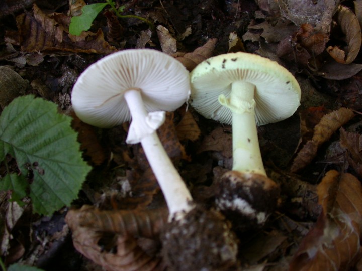Amanita citrina  & Amanita alba     Ry Jaune    9 oct 2010 150 (6).jpg