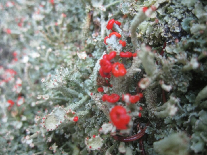 2012.11.05.ANLIER.fungi.X.X.JR (11)_800x600.jpg