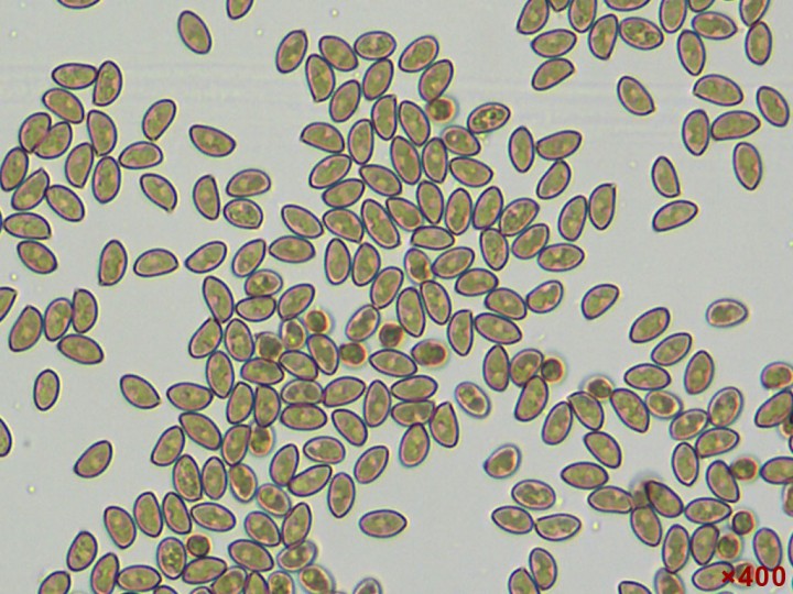 spores.jpg