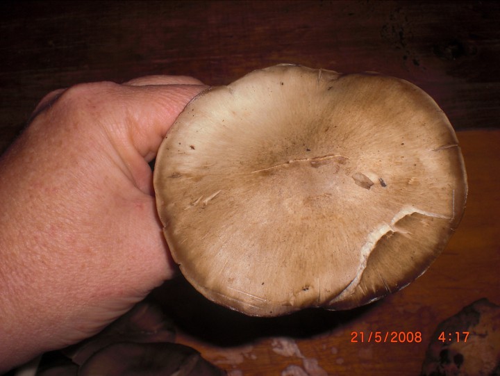 champi - 4.jpg