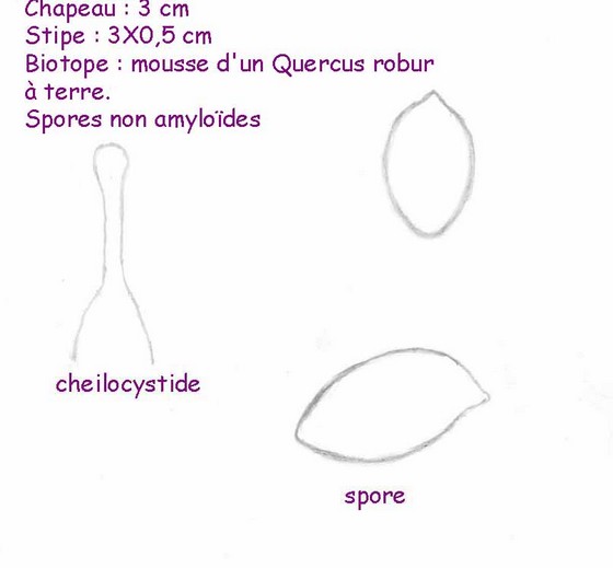 spore, cheilo.jpg