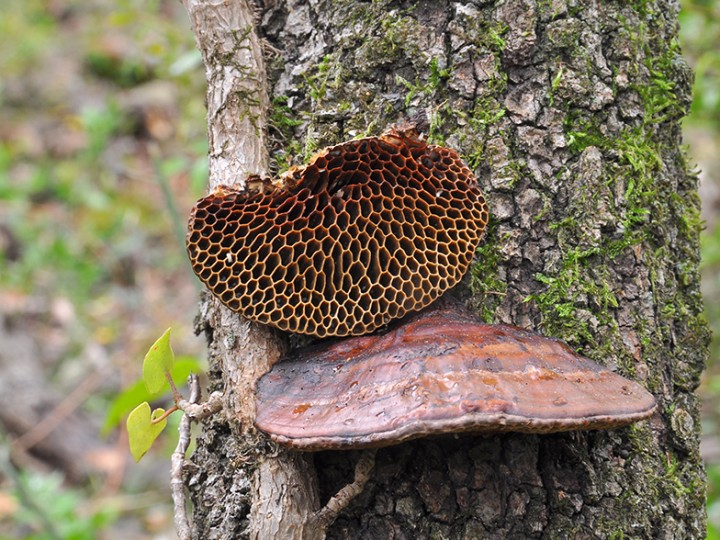 Scenidium_nitidum_2.jpg