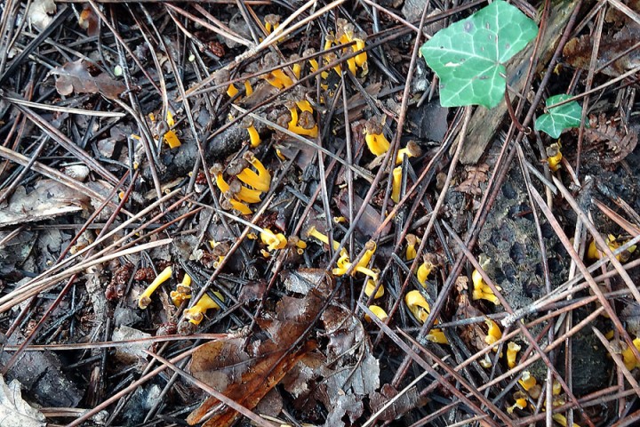 81112-(71)chanterelles.jpg