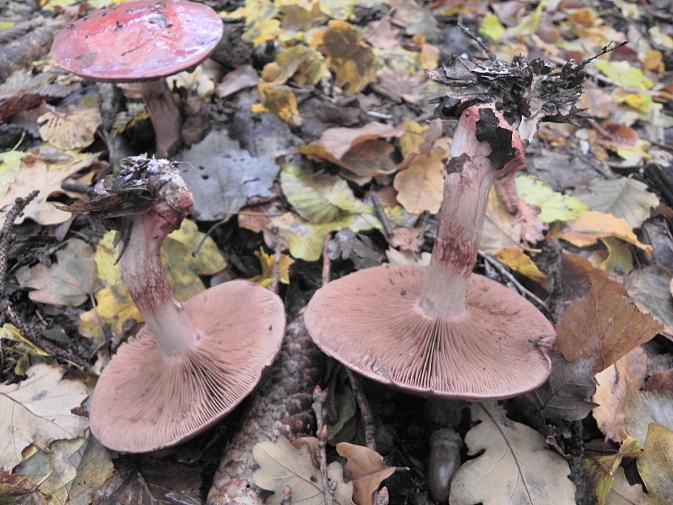 DSCN1794b.JPG