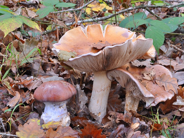Cortinarius_praestans_2.jpg