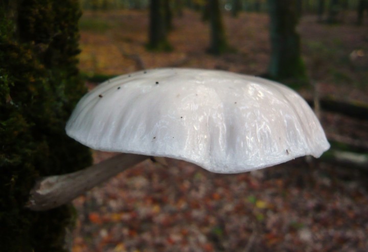 245 - Copie.JPG