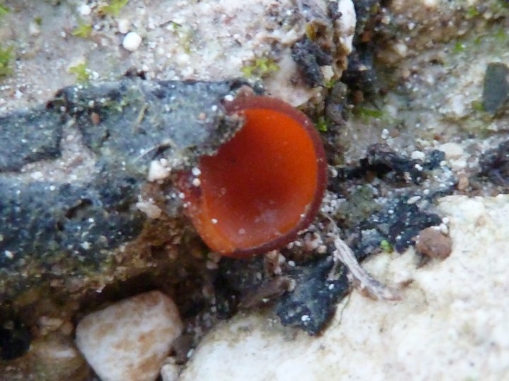 Melastiza chateri ? Coupelles de 5 à 10 mm de diamètre, bords bruns