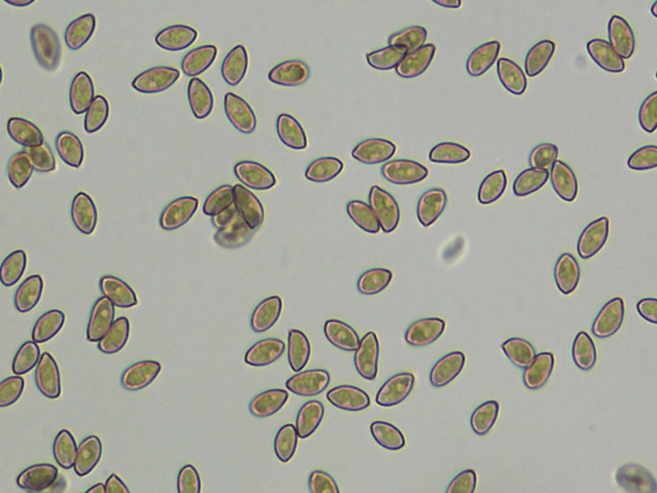 Spores_x100.jpg