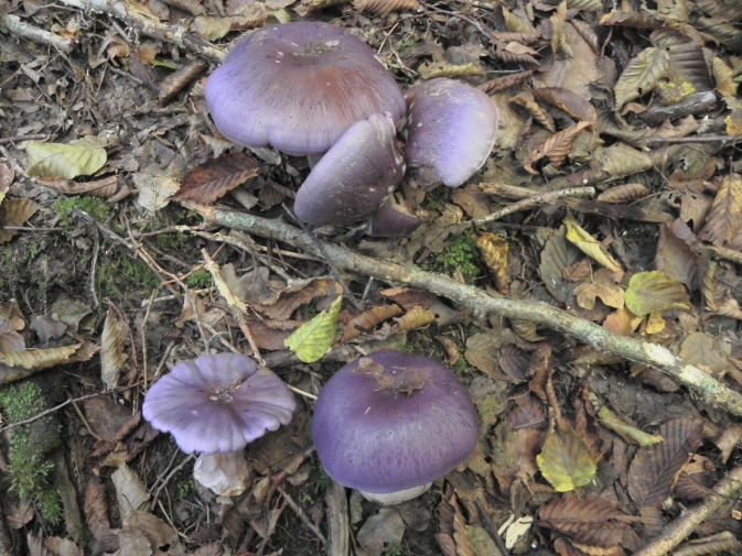 DSCN1725b.JPG