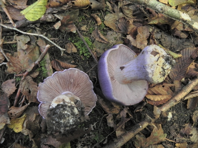 DSCN1726b.JPG