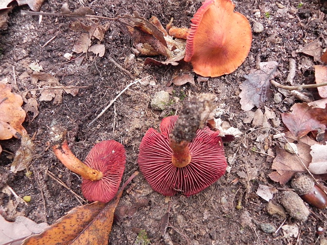 DSCN7245b.JPG