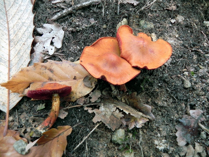 DSCN7244b.jpg