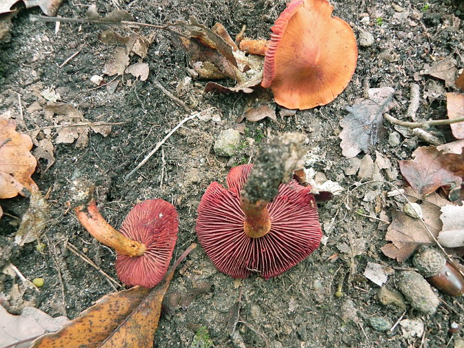 DSCN7245b.jpg