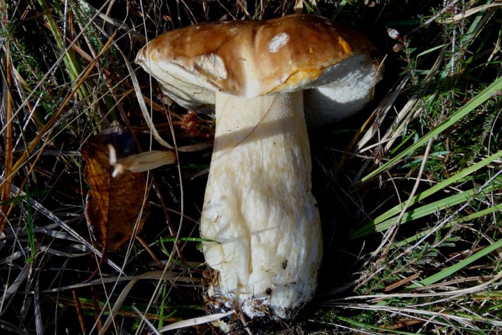 151112sm-(17)--B.pinophilus.jpg