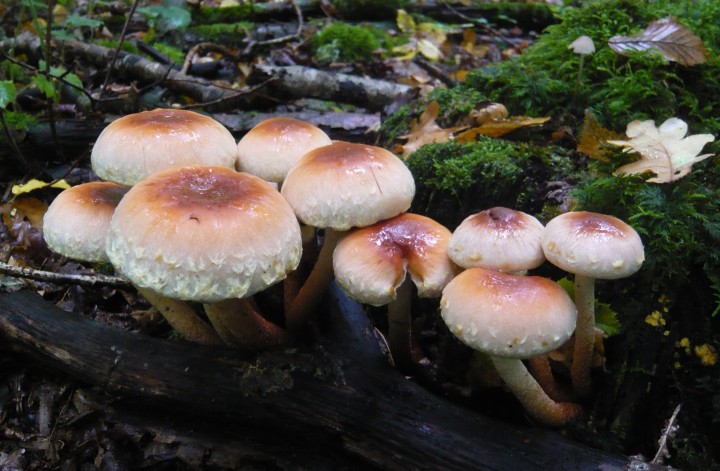 Hypholome couleur de brique  (Hypholoma sublateritium)    -forêt de Goviller (54)-    25 09 10 - Copie.JPG