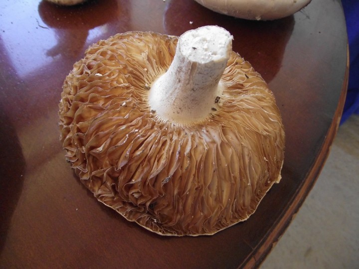 DSCF1634.JPG