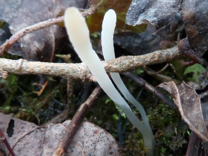P1060772 800x600.JPG