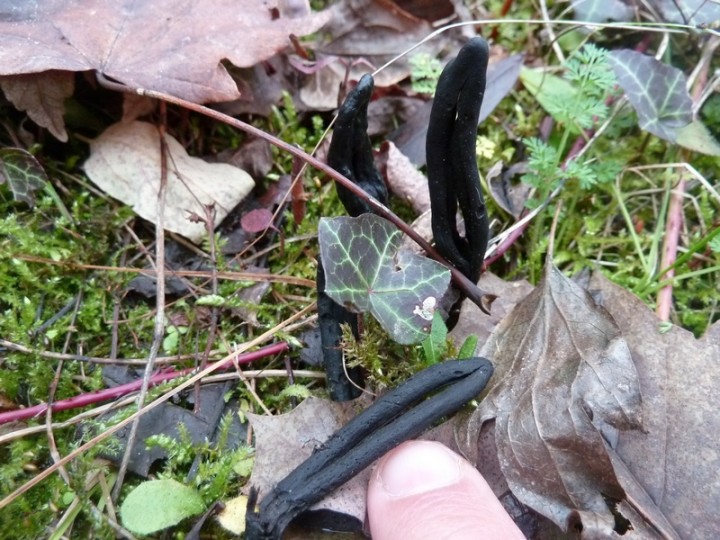 C'est l'exemplaire couché au sol ici (pied cassé), que j'ai pris dans ma main sur une autre photos ci-dessous.