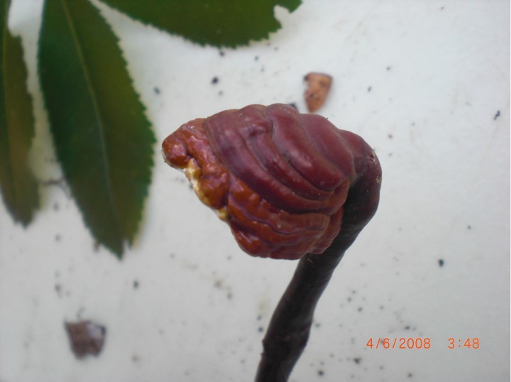 ganodorma lucidum - 2.jpg