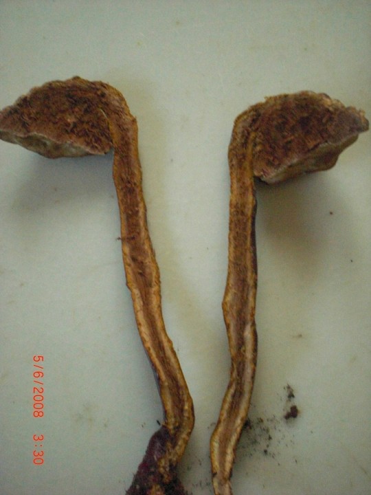 ganoderma 3 -.jpg