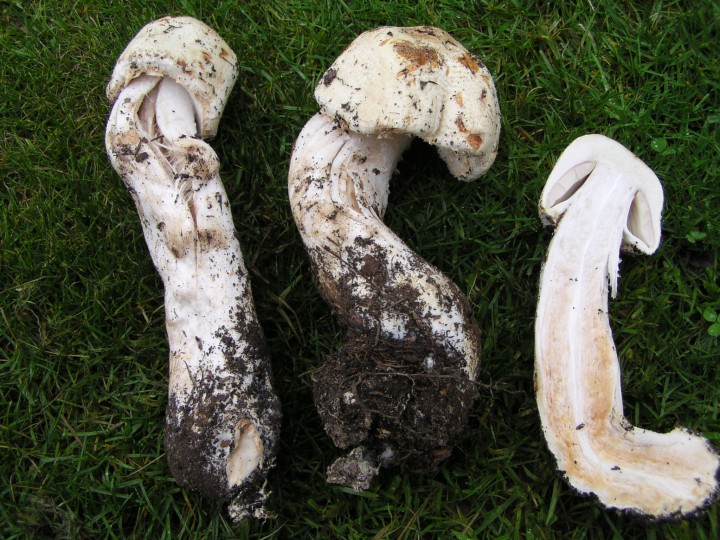 Cerizay 79 18-11-2012