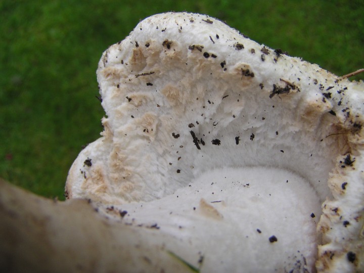 Cerizay 79 18-12-2012