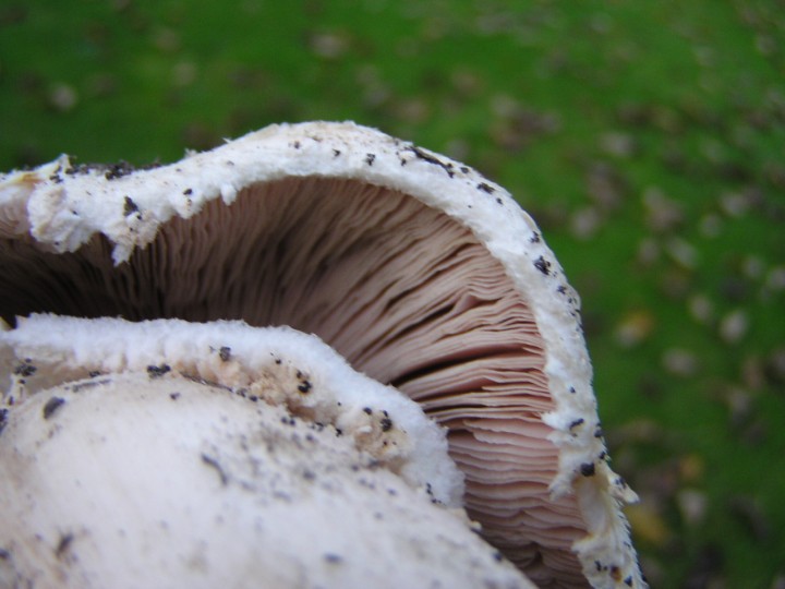 Cerizay 79 20 11 2012