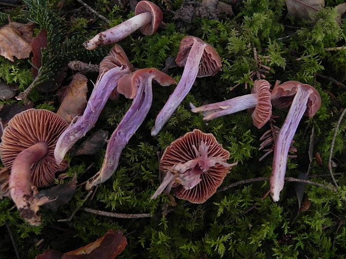 DSCN7479b.JPG