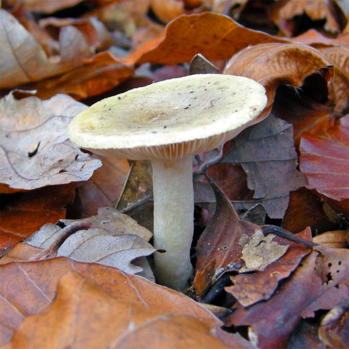 Cliquer sur l'image pour agrandir