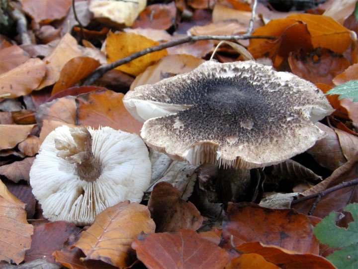 Cliquer sur l'image pour agrandir