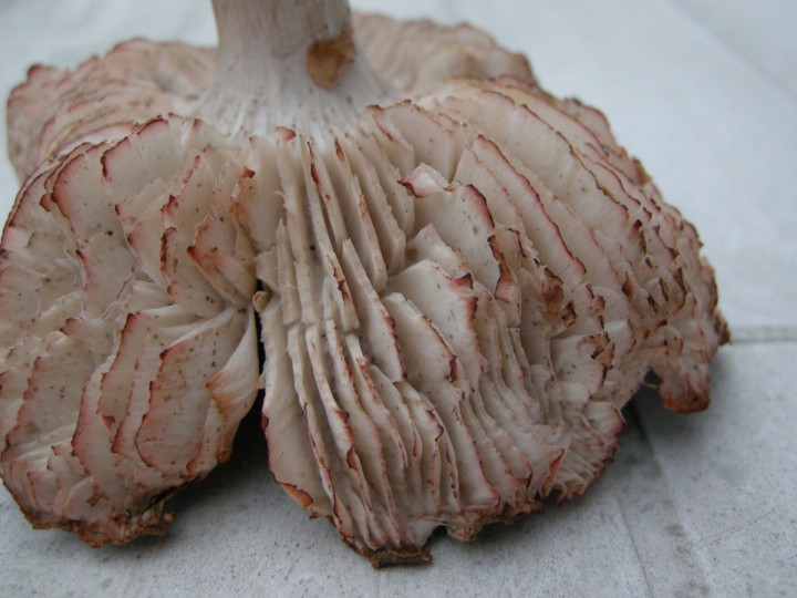 Cliquer sur l'image pour agrandir