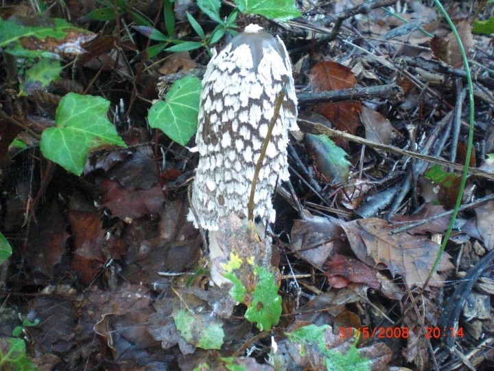 coprin picaceus.jpg