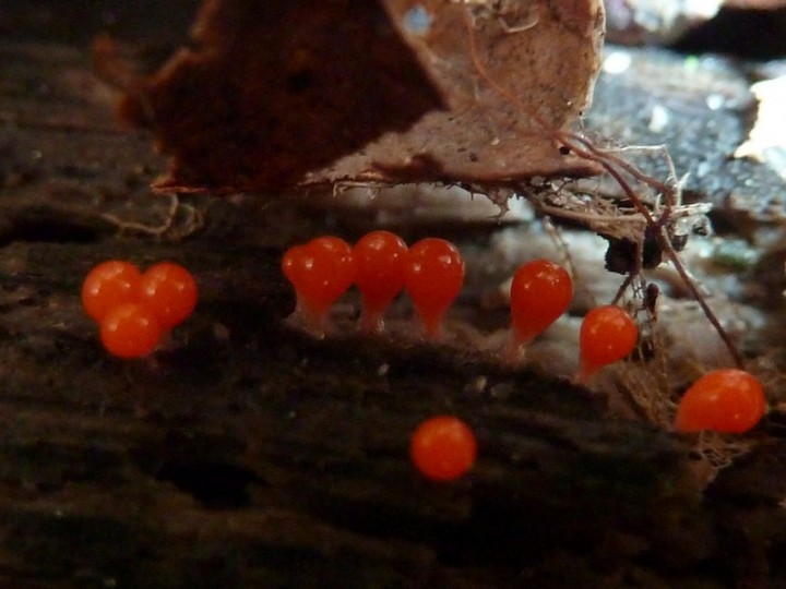 P1060898 Leocarpus Fragilis__PAS_SÛR__800x600.JPG