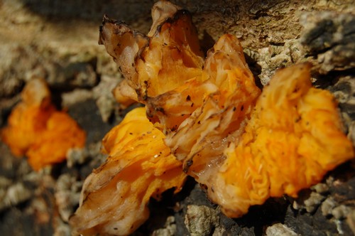 DSC_0026.JPG