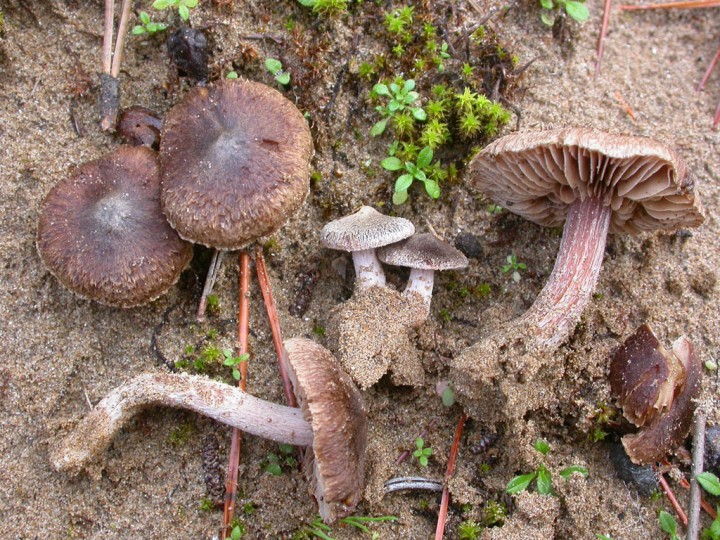 Inocybe rufuloides, Saint-Brévin (44)