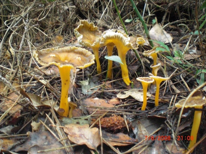 chanterelles- 21.jpg