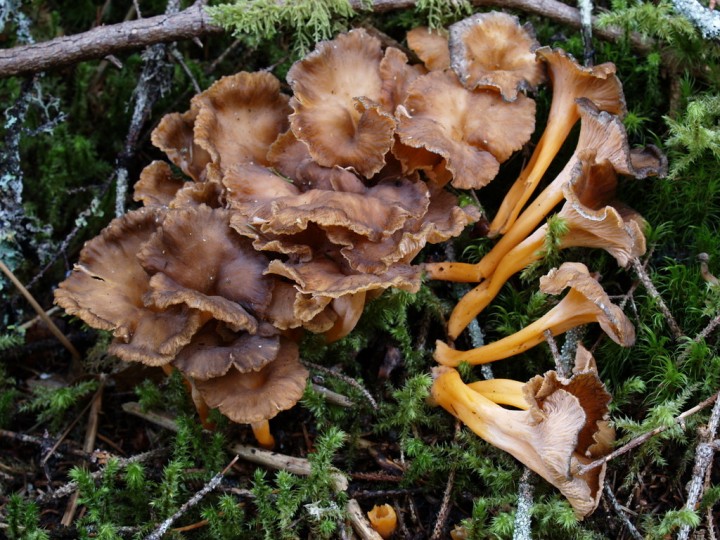 Craterellus lutescens