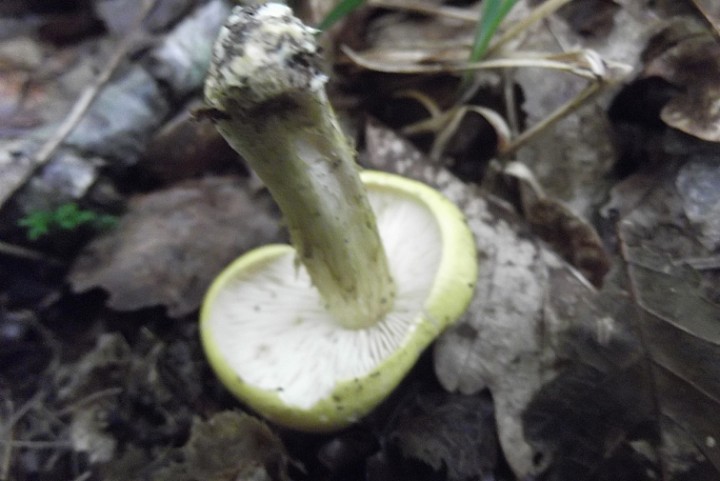 DSCF0720b.JPG
