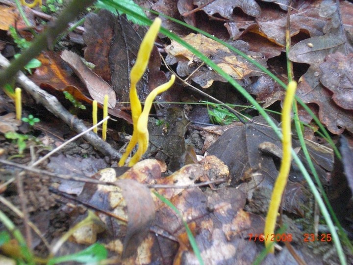 clavaire jaunissante1.jpg