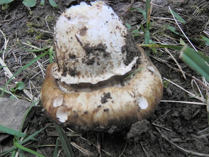 DSCN1664b.JPG