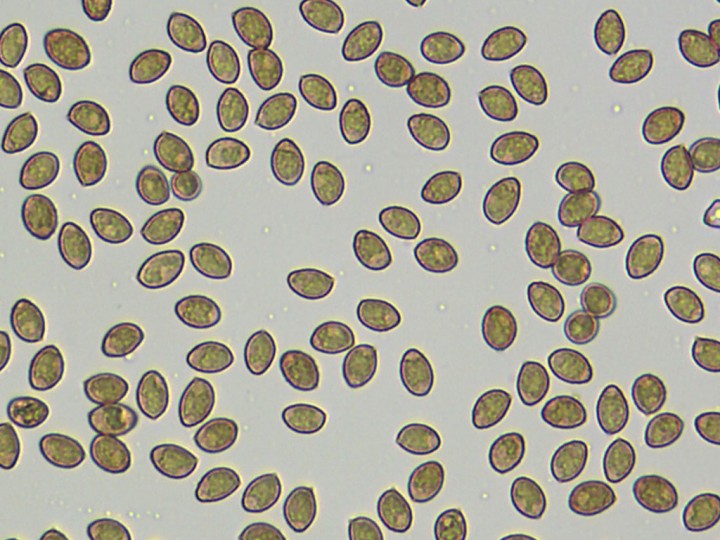 spores.jpg